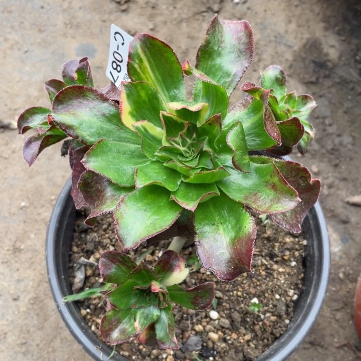 87魅影七彩多肉123456789