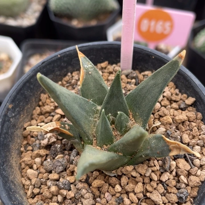 实生龙牙牡丹2890