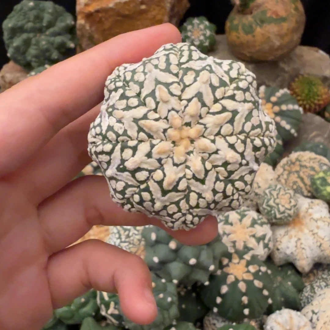 海星v哈哈哈哈哈哈