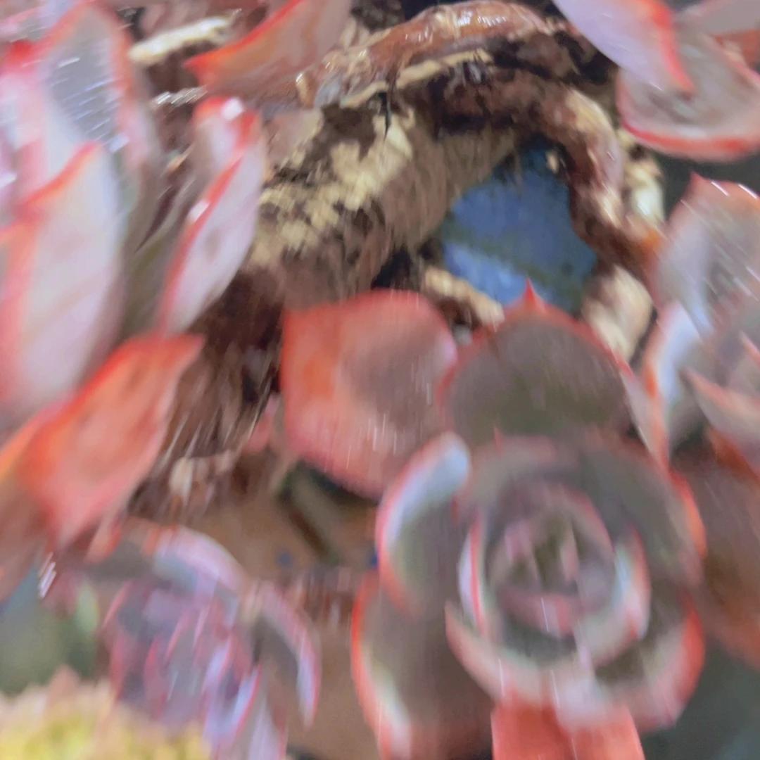 唐***啦多肉植物保护研究所所长