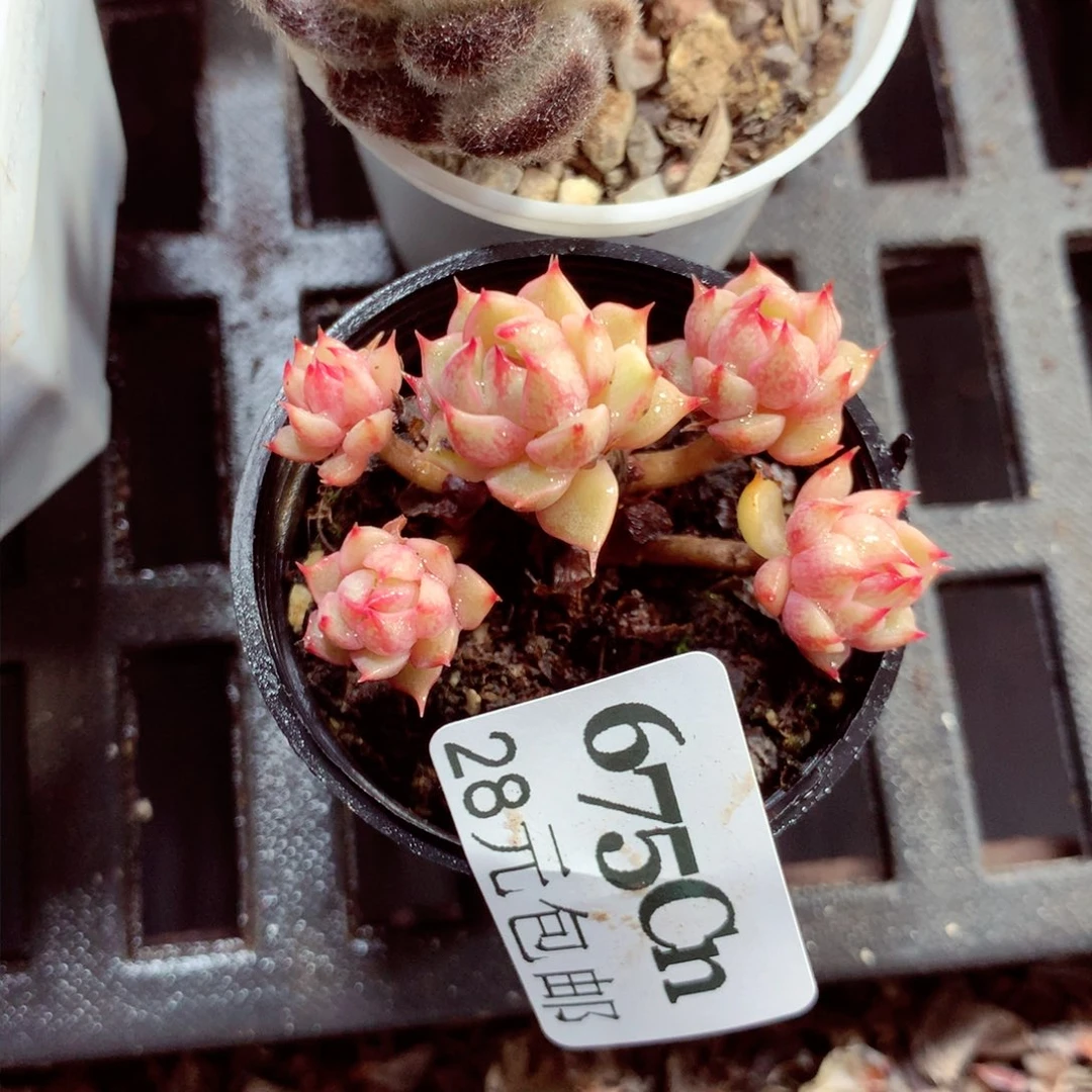 5厘米盆精控多肉675