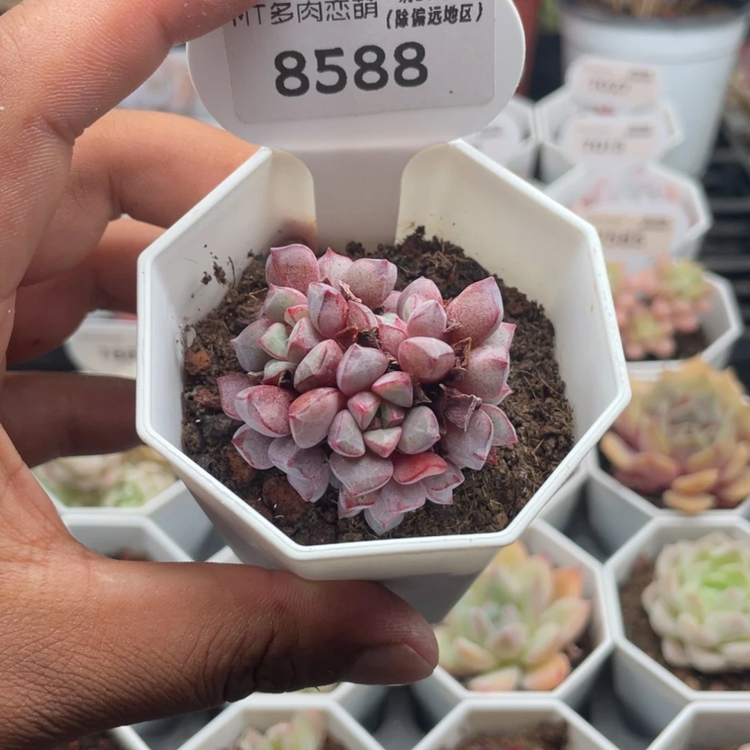 8588蓝宝石4.0厘米