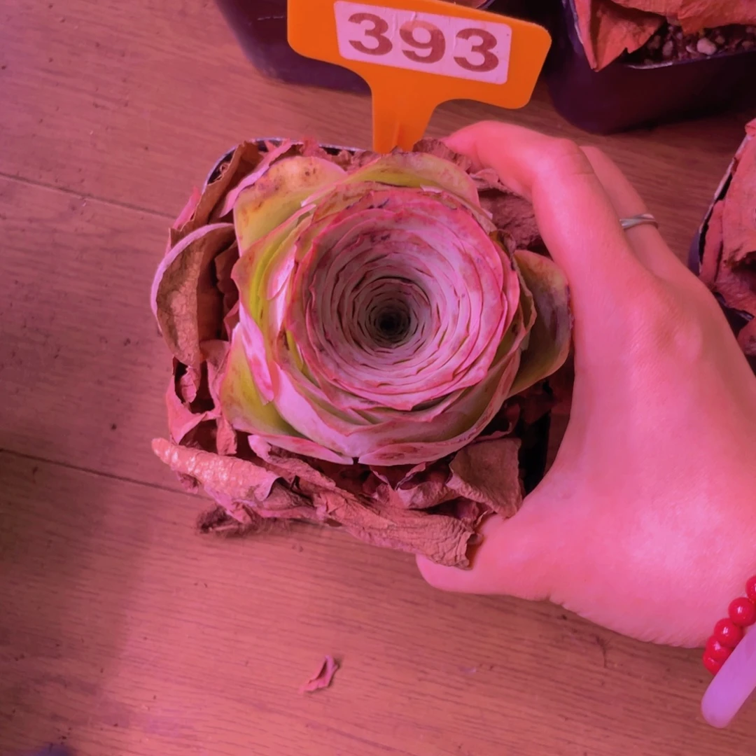 觉***单品一物一拍393号