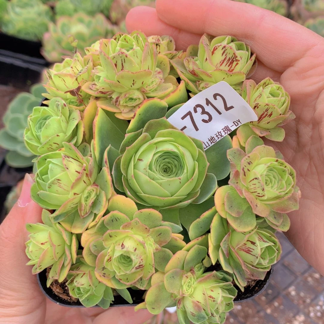 7312会掉侧芽g g vvv