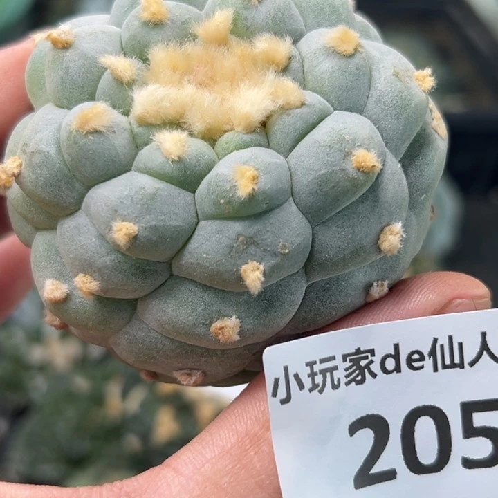 205可节后发货 可帮发根