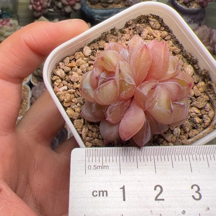 元***饱014 多肉植物组合盆栽