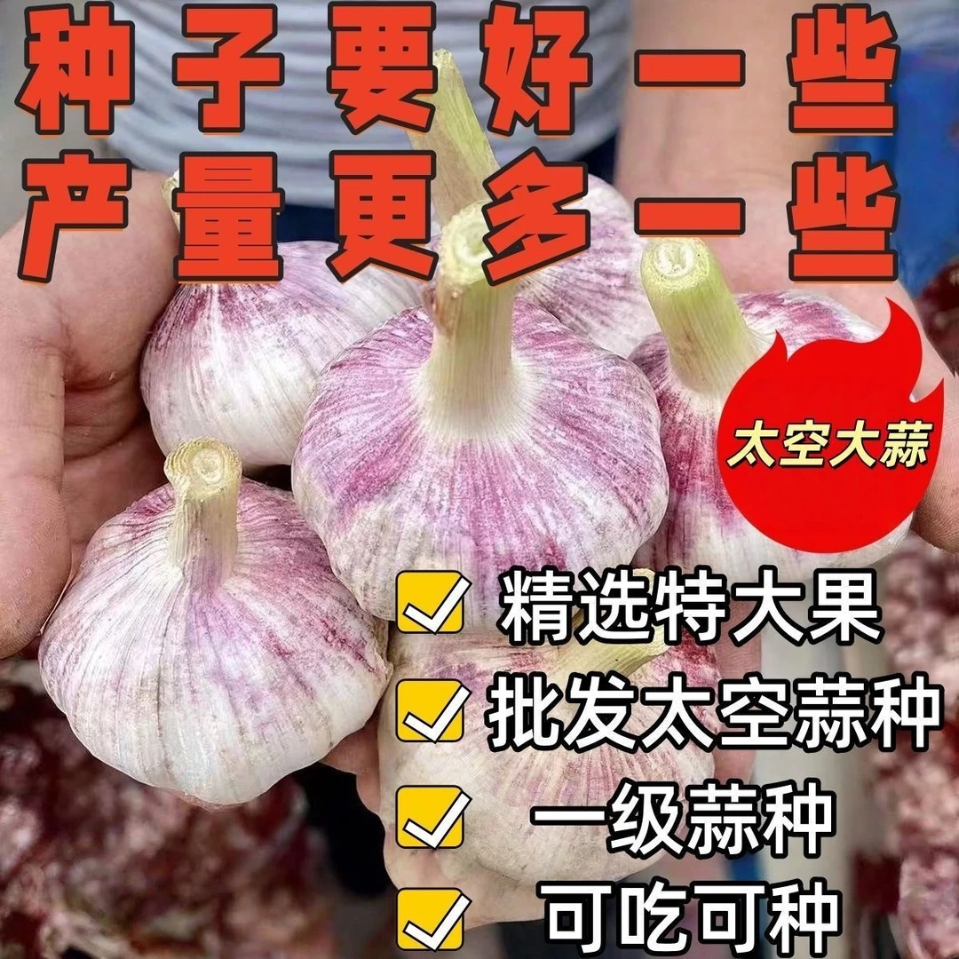 优质大蒜种子抽蒜苔大蒜种子蒜种抽蒜苔高产白皮大蒜种子25年新种