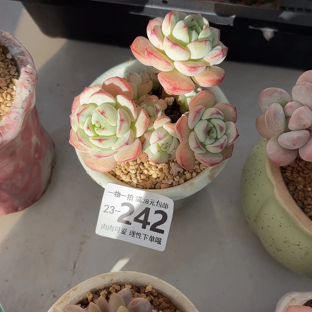 白底香草无盆土发货无盆