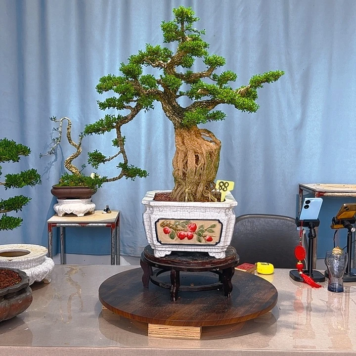 无花朵广东皱皮雀舌黄杨