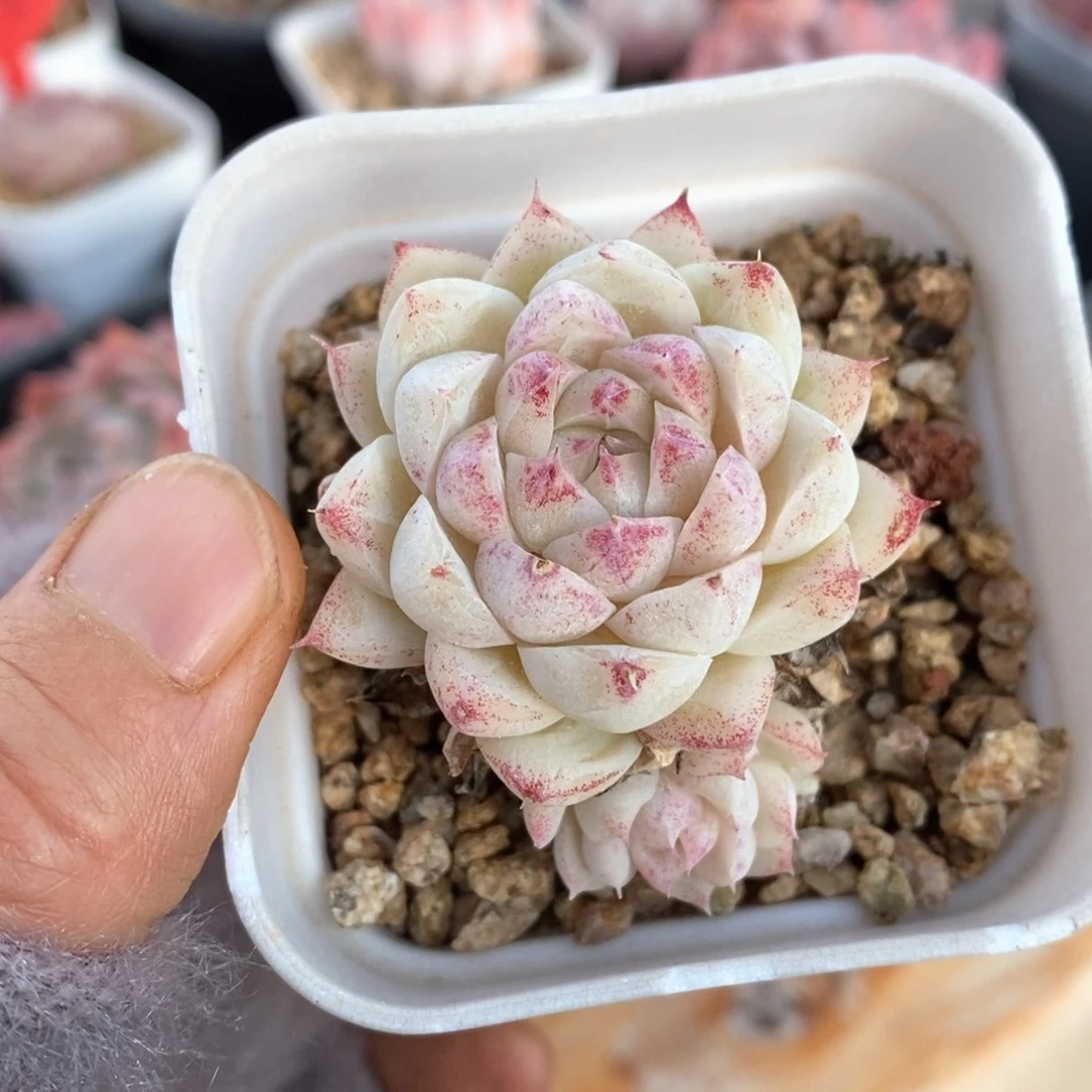 精品肉一物一拍108