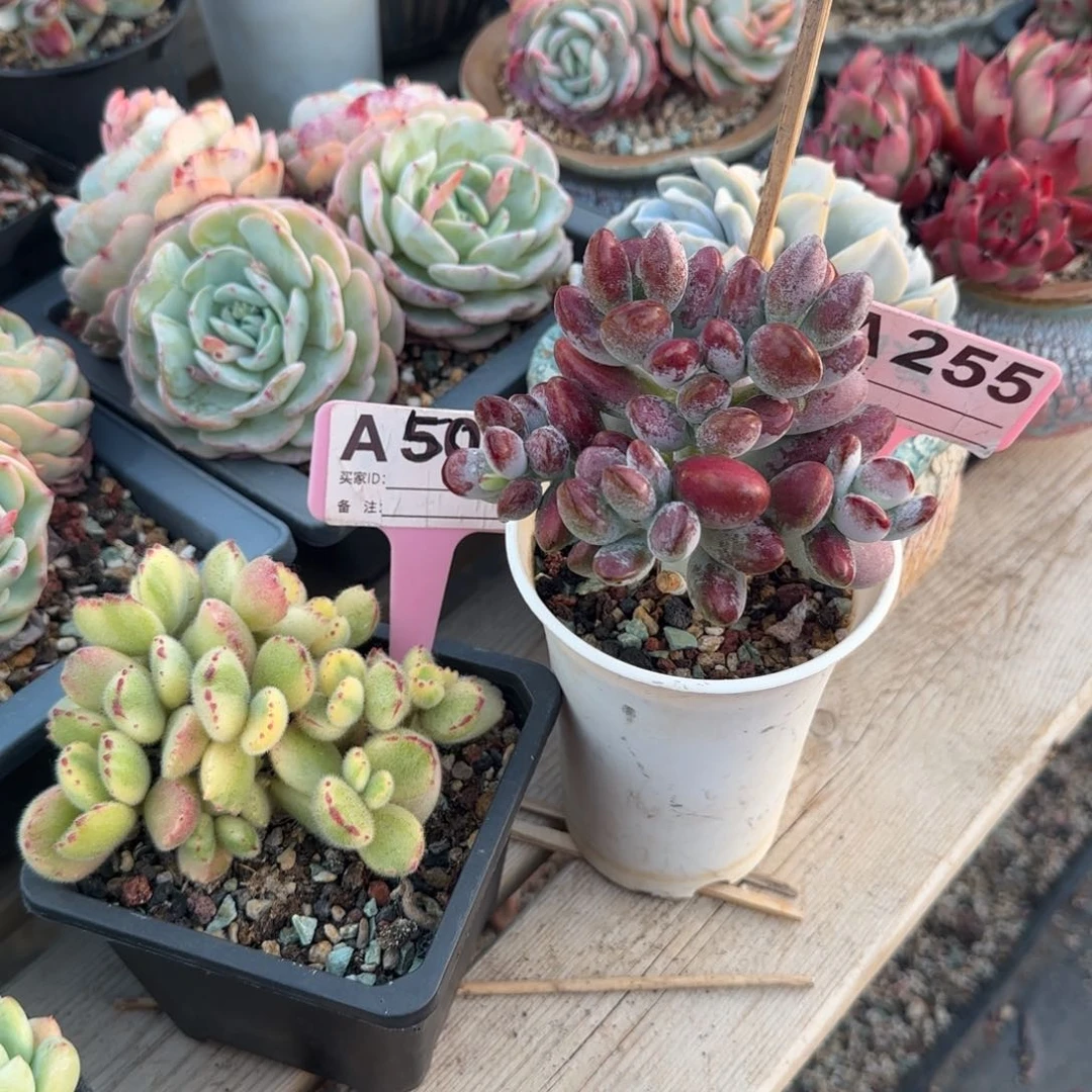 乒乓福娘白熊老桩多肉五十包邮