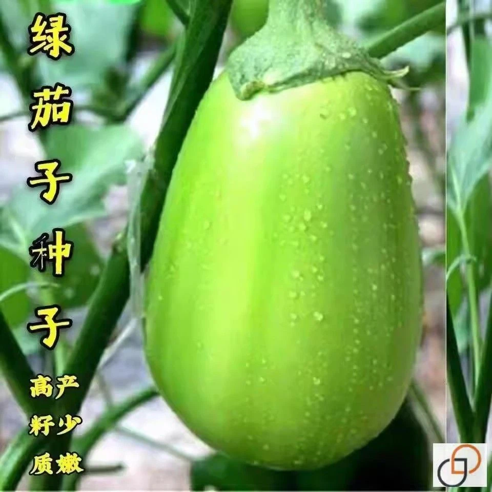 绿罐茄种子台湾绿长茄籽青茄子绿皮圆茄水果皮薄肉嫩春季四