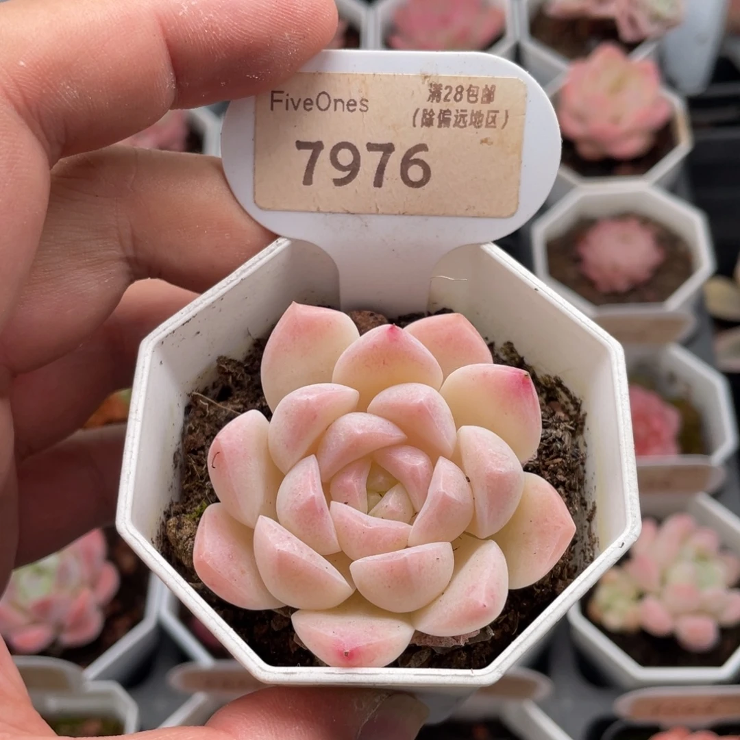 白桃汽水7976-5厘米