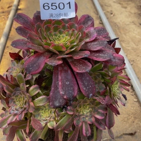 舞天姬多肉多肉肉6501