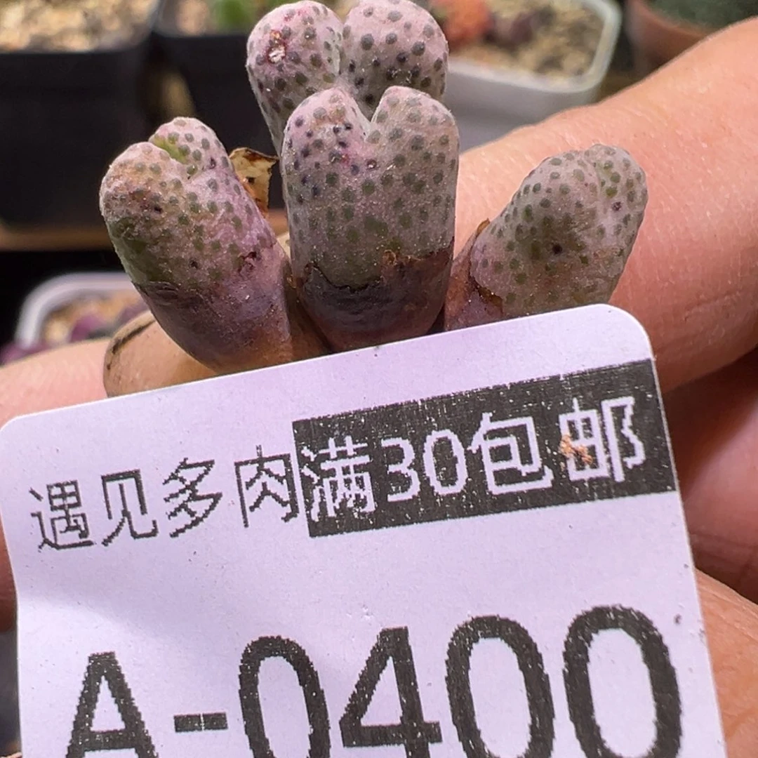 多肉植物11111111111
