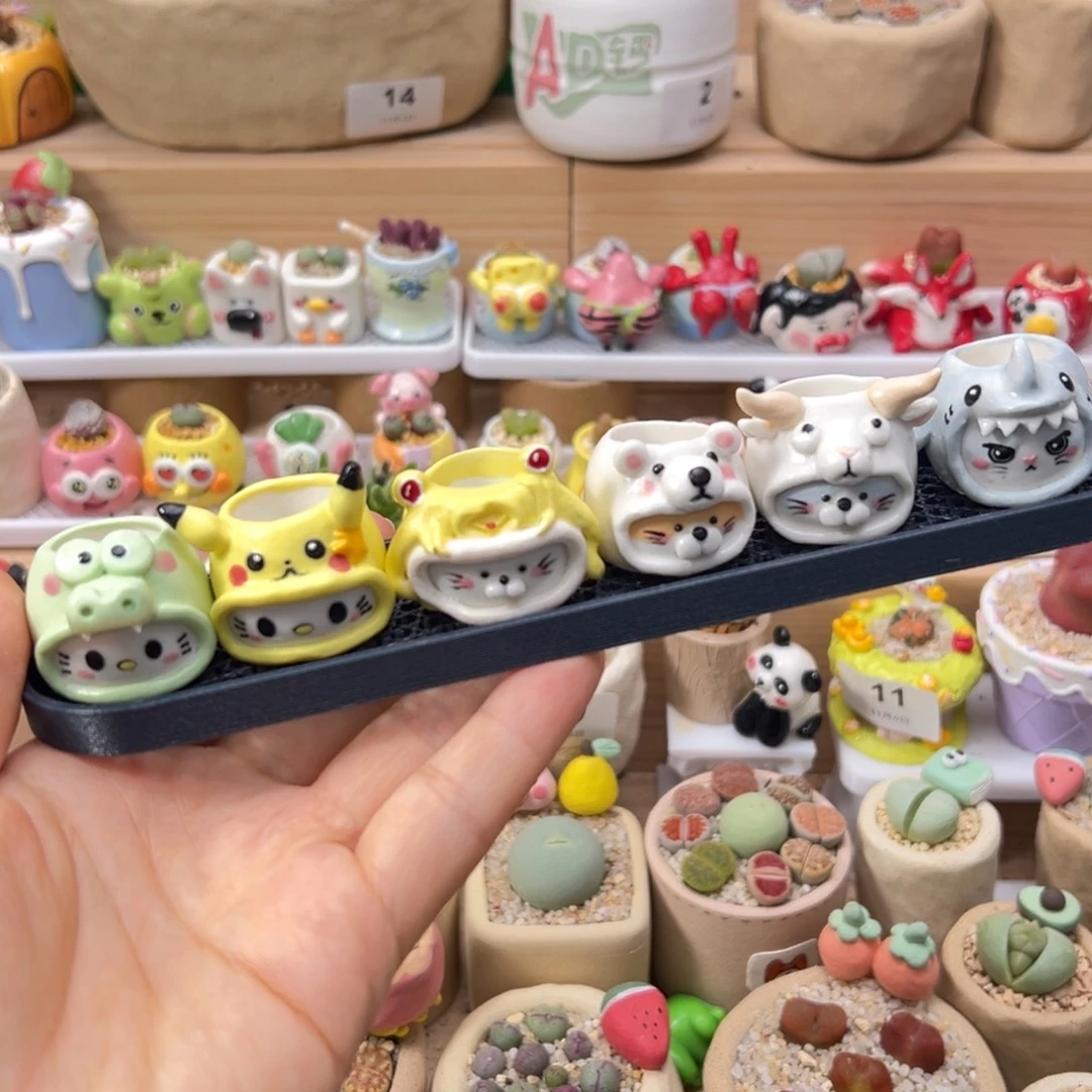 多肉植物48号六个盆