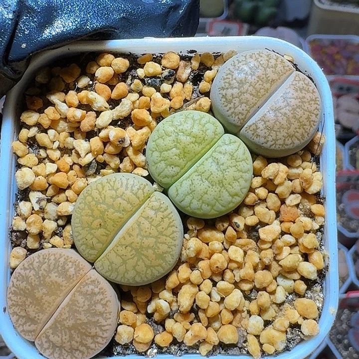 生石花222222。   256