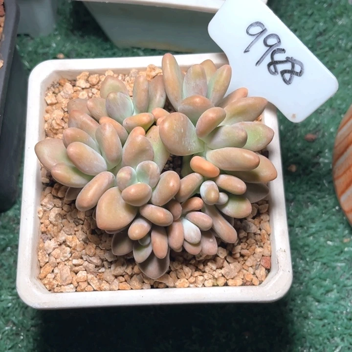 Kk美人9988号码牌子