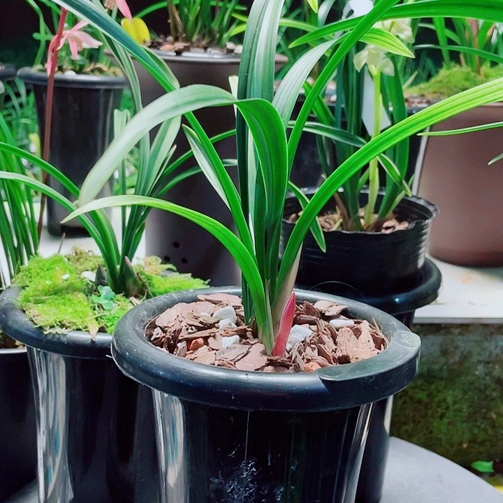 凡***客无花朵一物一漂亮开花