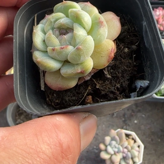 358白恋多肉植物多