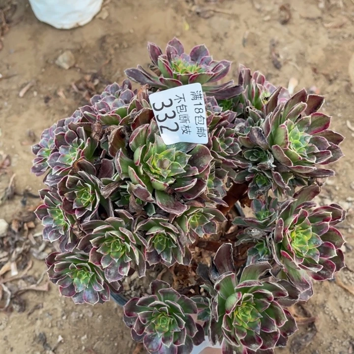 332安娜手捧1号棚