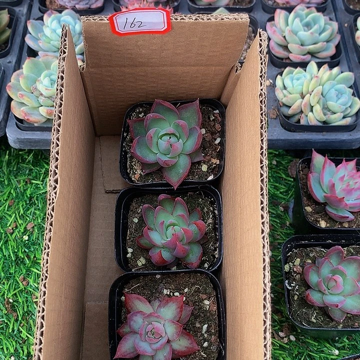 A162惊鸿仙子多肉