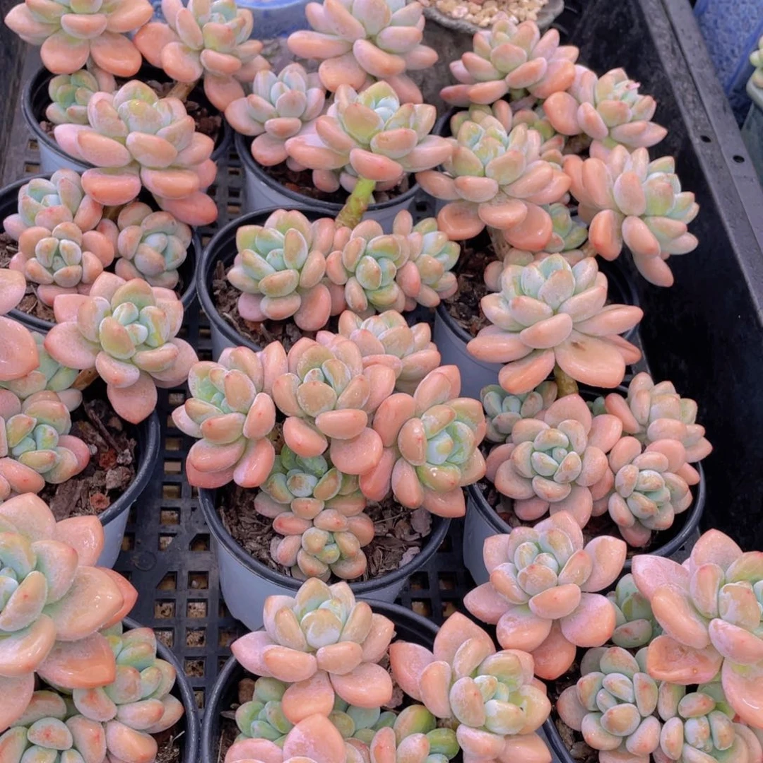 量拍22号 优选红洛神大群生一个