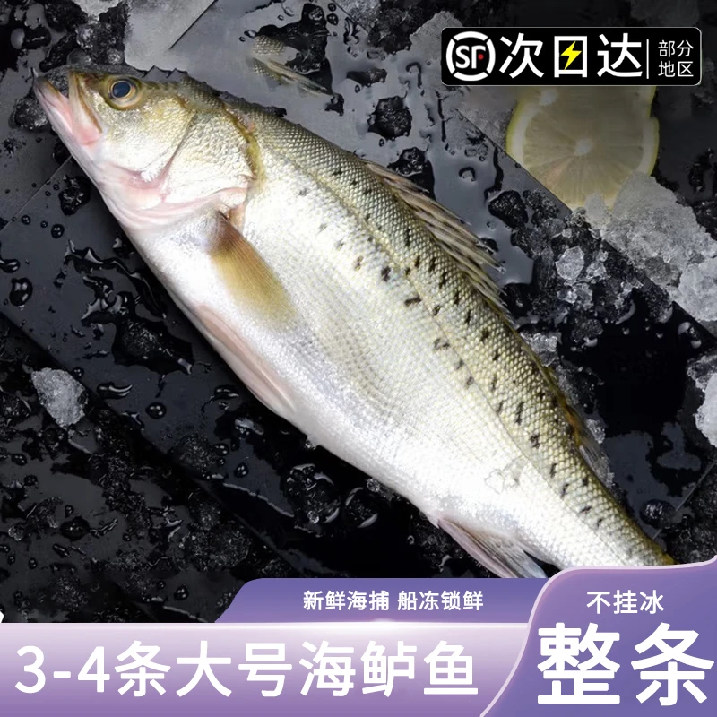 顺丰次日达【4条大海鲈】深海捕捞新鲜海鲈鱼鲜嫩美味活鱼鲜冻整条