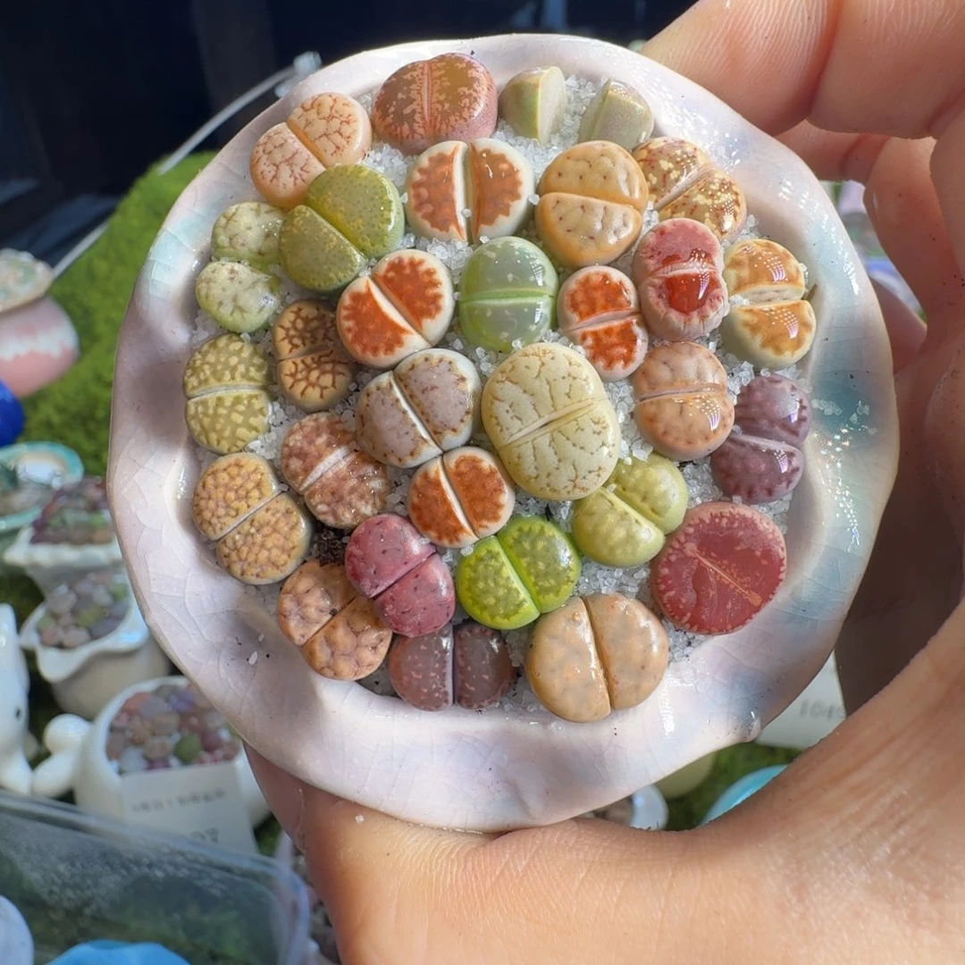 多肉葡萄的味道真的1054