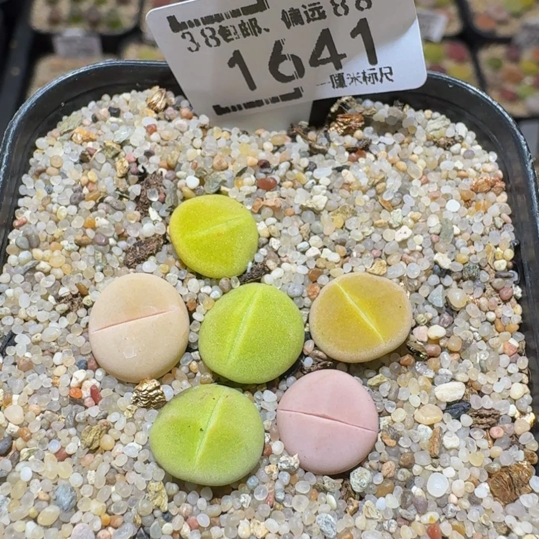 Sssss精品生石花1641