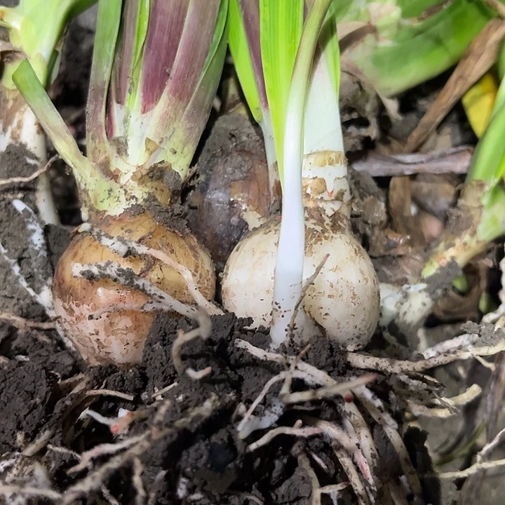 无花朵少女 之梦。2颗。