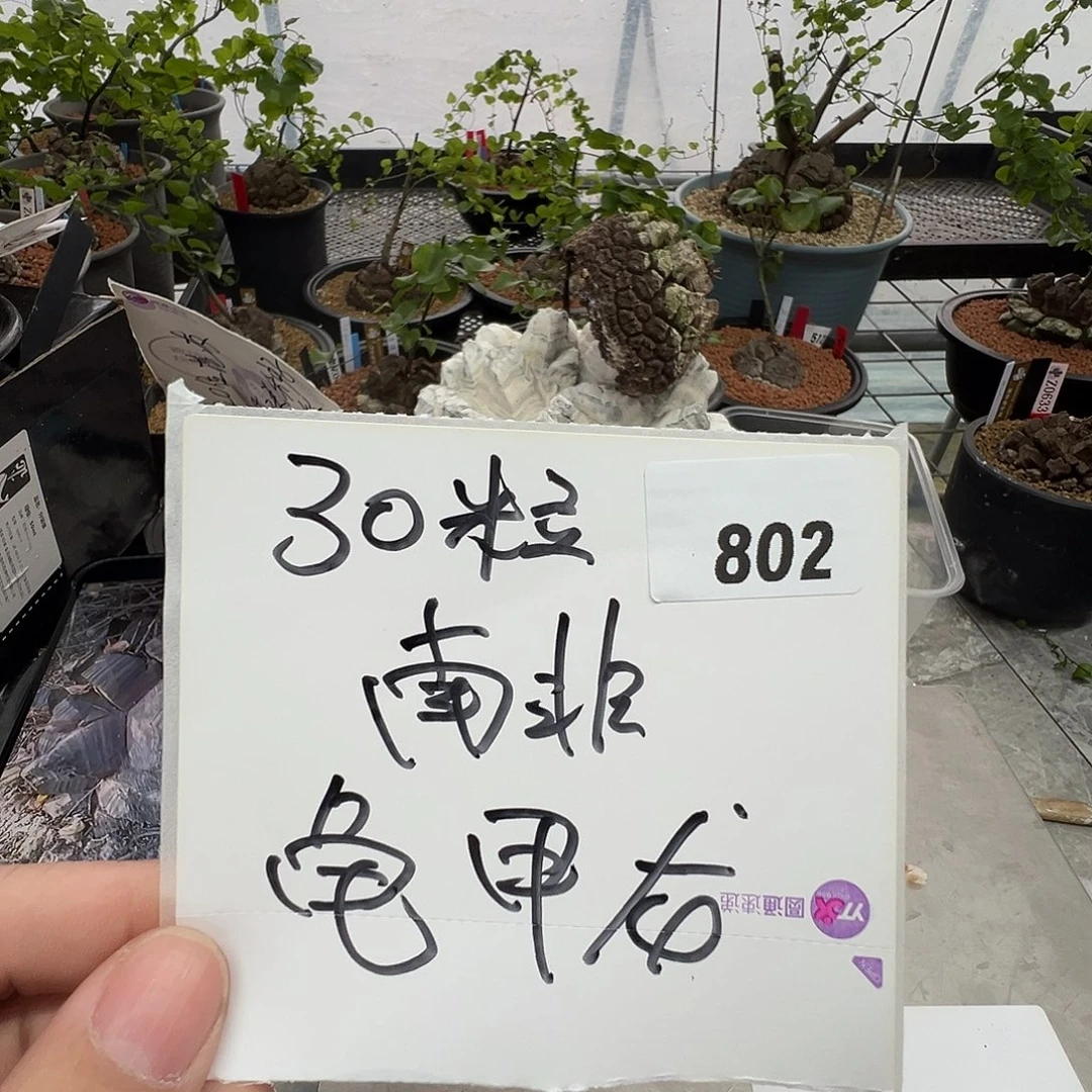 多肉植物专拍植物不退换 一物一拍 802