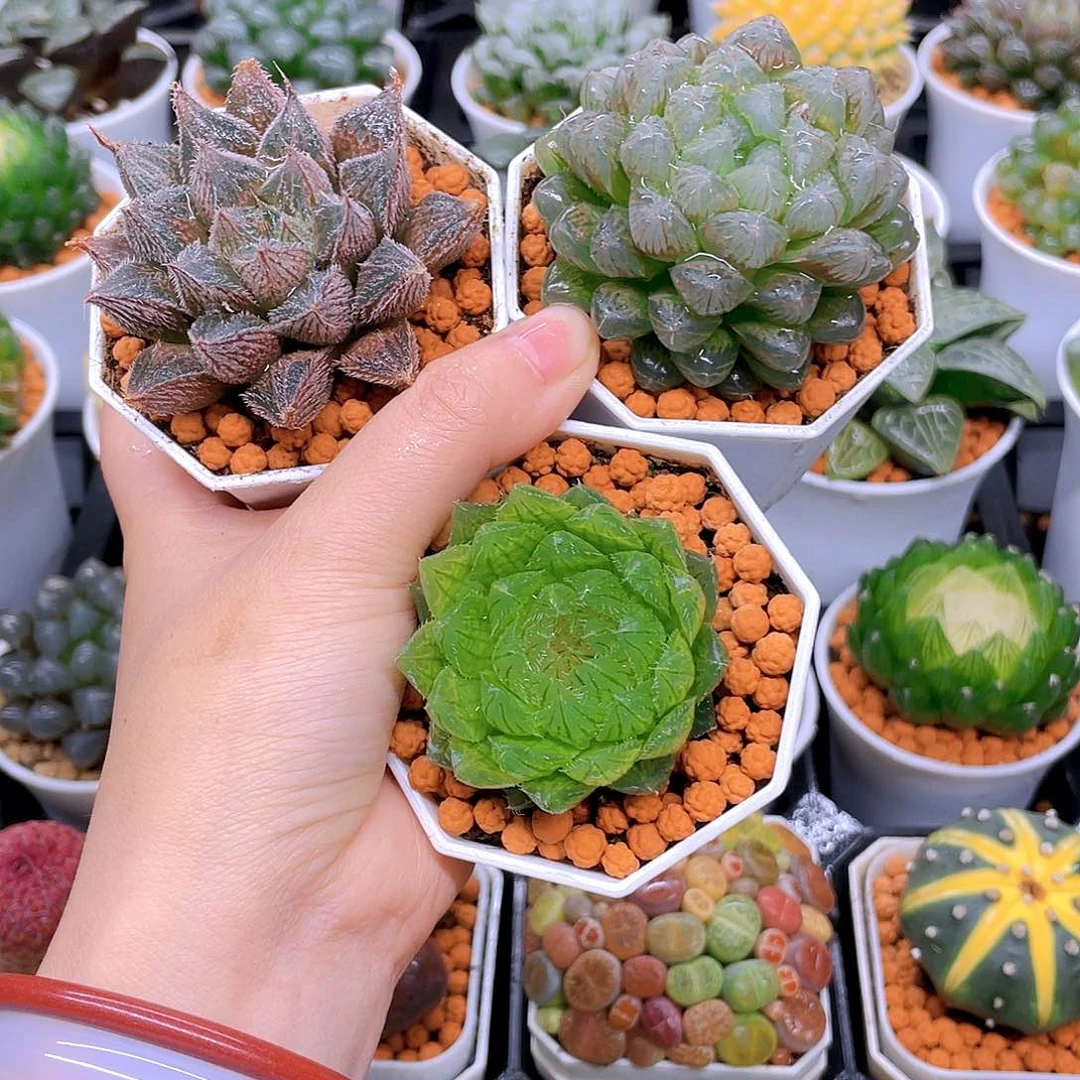 紫水晶，粉龙珠，蝉翼玉露