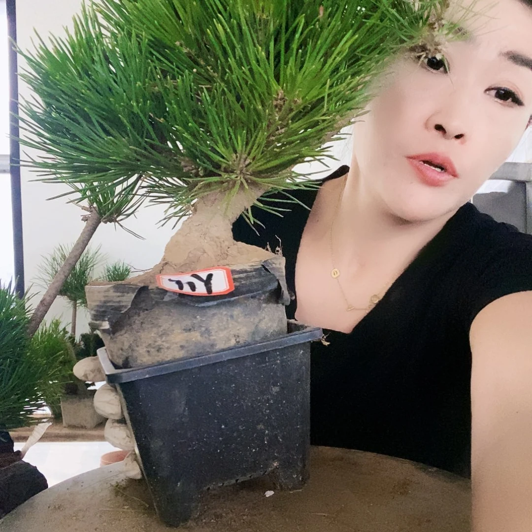 无花朵植物形态多年生草本