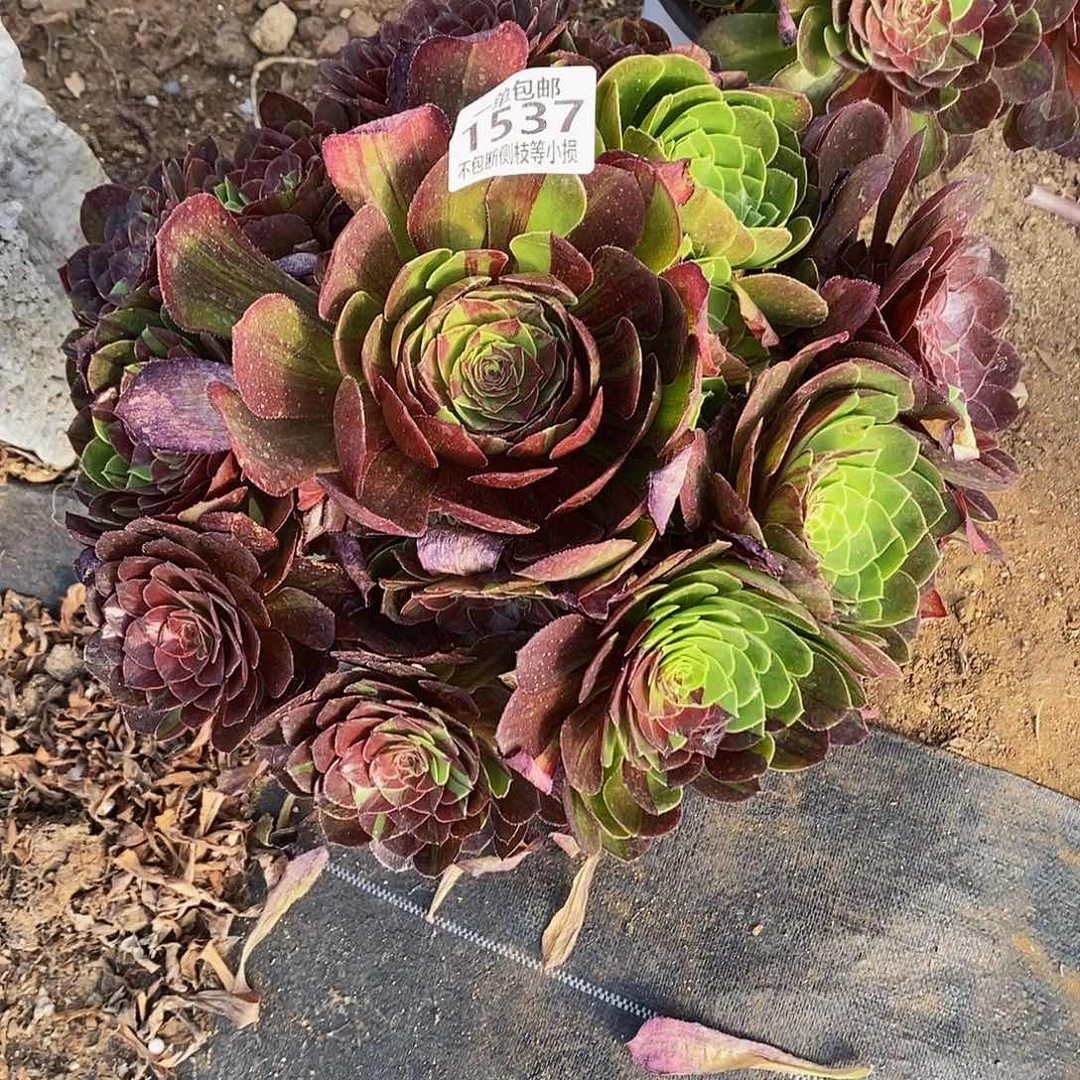 1537花月夜多肉法师