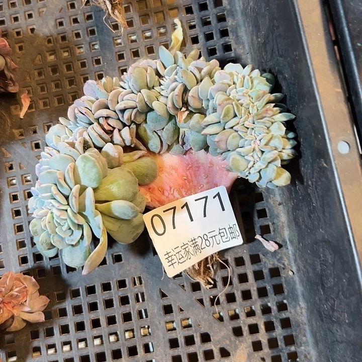 幸运儿的故事也是很