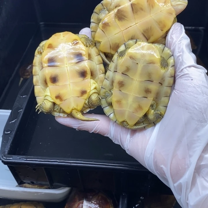 不分公母宠物龟7.2-7.7-7.8厘米三个