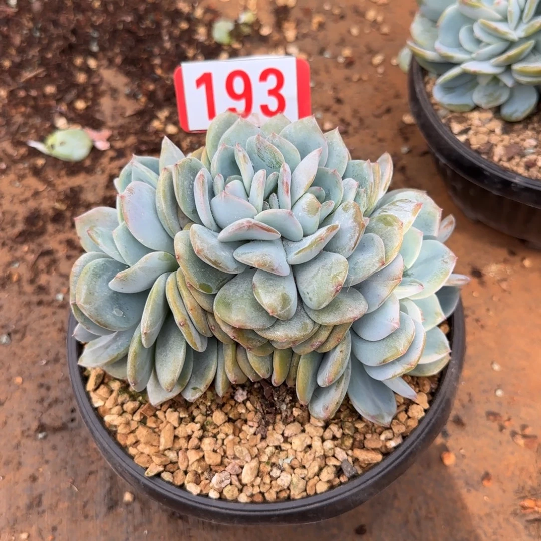 古***色193。      凤橙朵朵缀福利