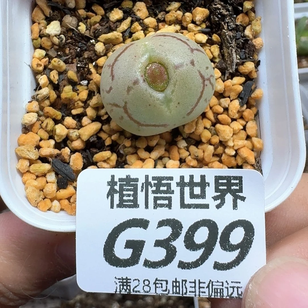 多肉植物多肉植物fvh