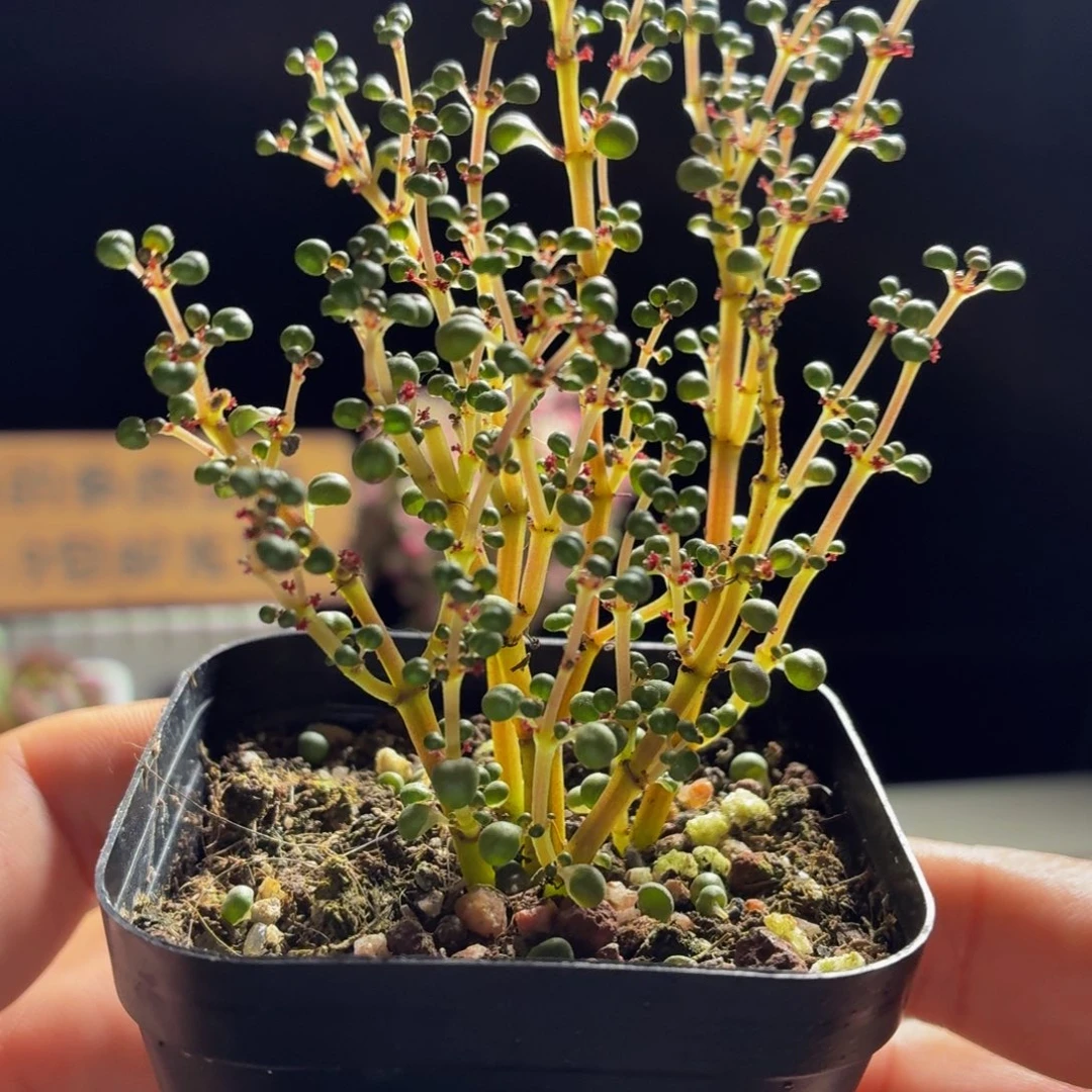 露镜多肉9.9包邮发货