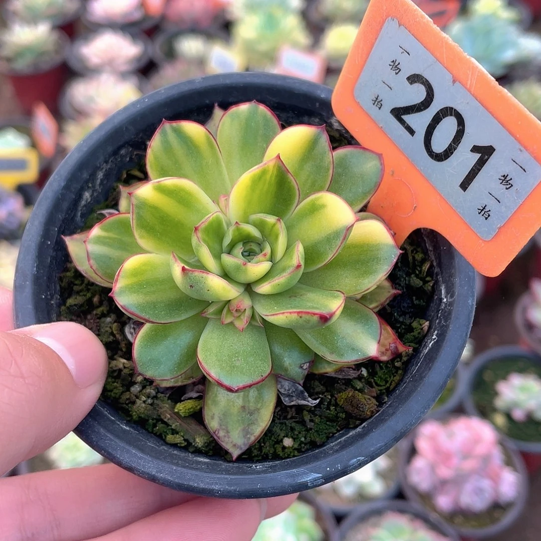 佛拉门戈花锦201号