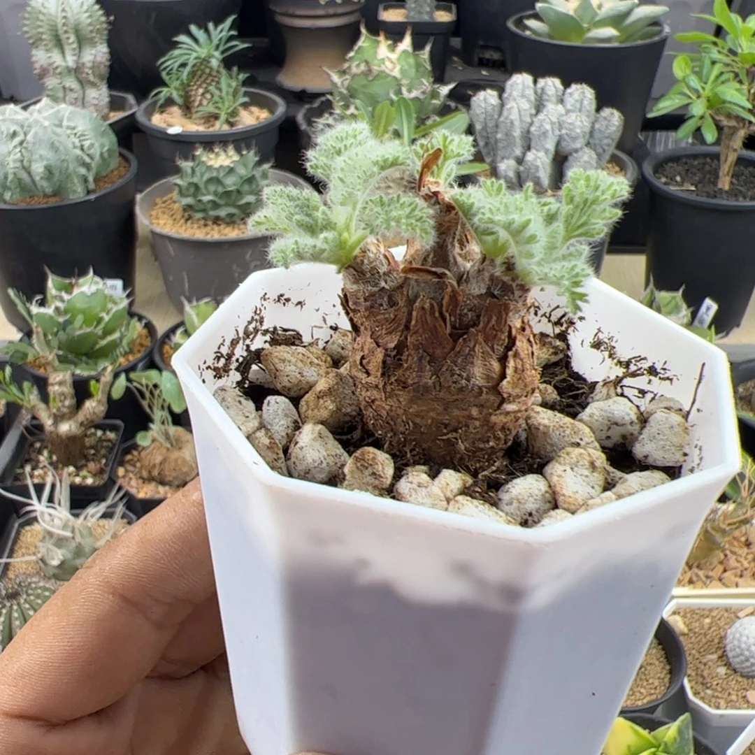 羽叶洋葵一物一拍