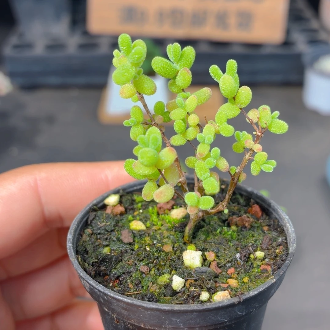 小蜜橘糖球枝干多肉9.9包邮发货