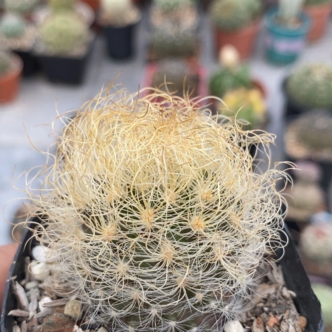 植播园艺3131混乱玉