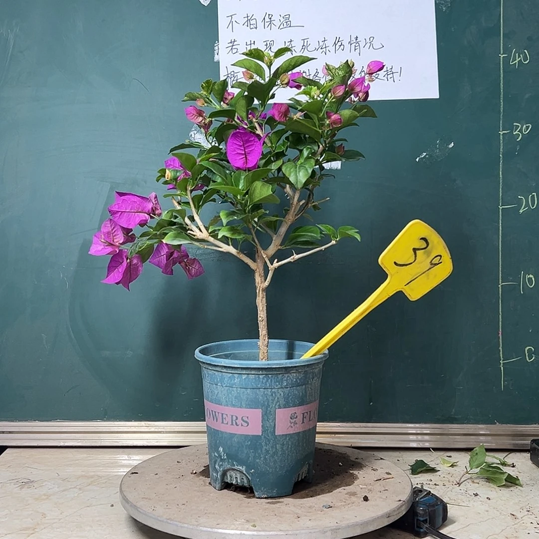 完全开放  安格斯  39