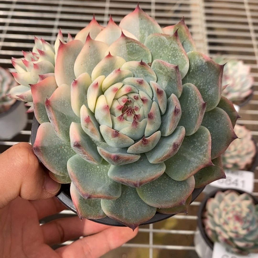 吉娃娃锦多肉植物6843