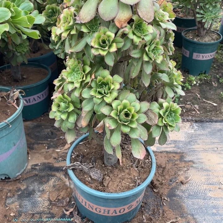 81君美丽多肉多肉植物