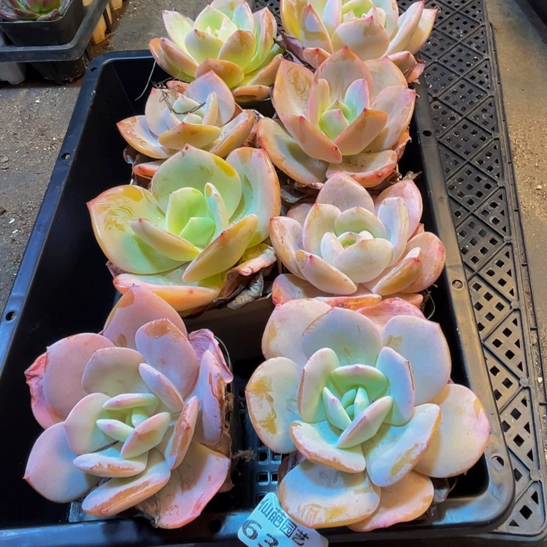 638多肉葡萄的价格是w