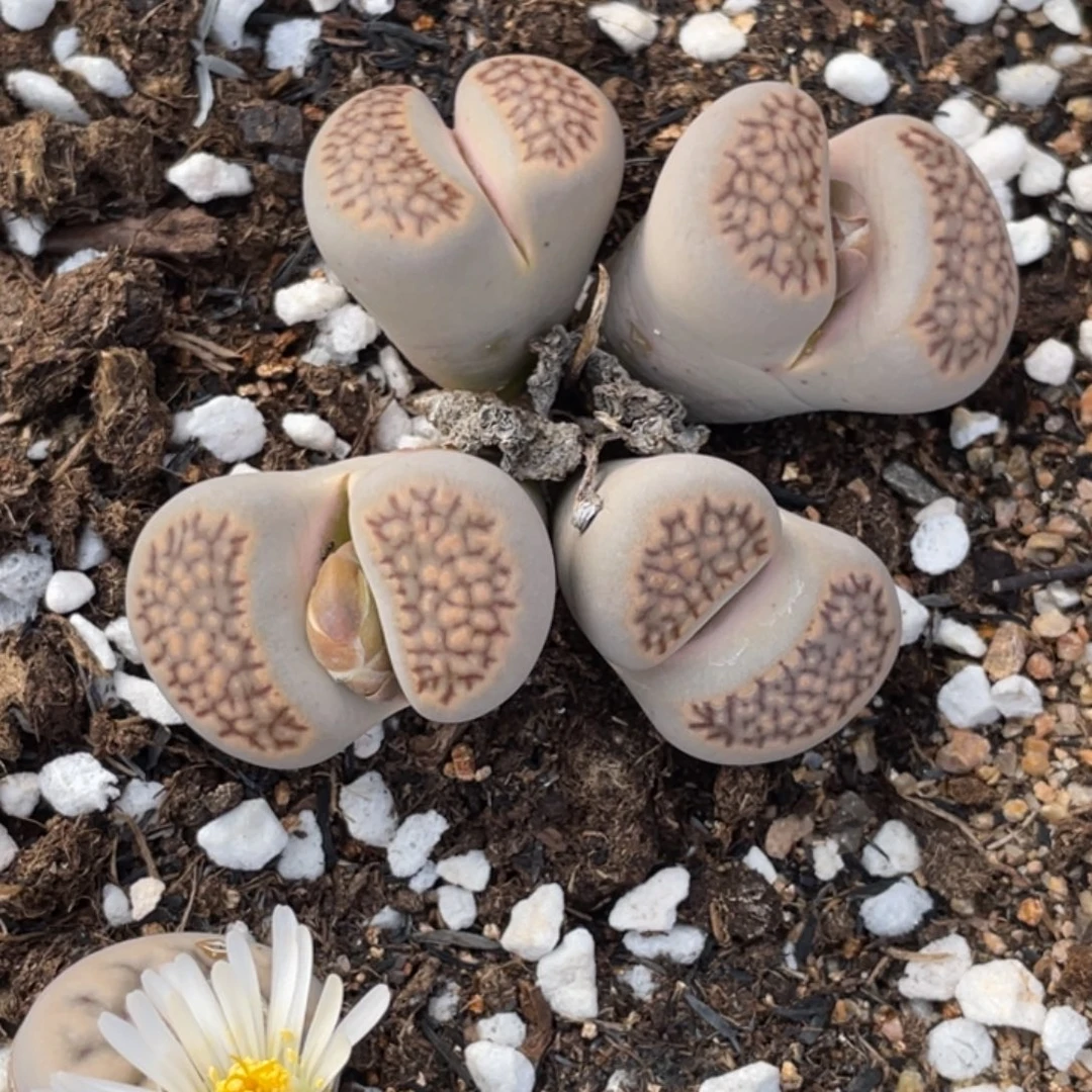 非偏远满20包邮539