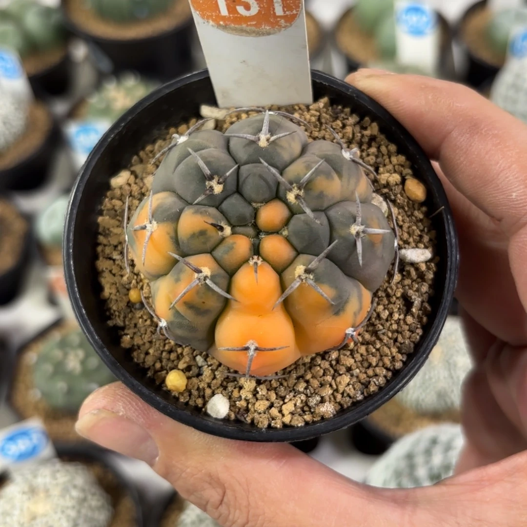 131实生三本刺锦带盆带土